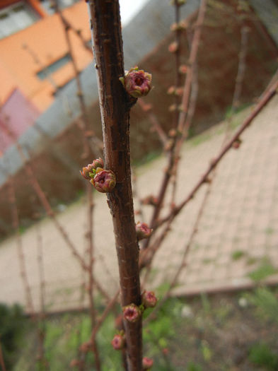 Prunus triloba (2013, March 31)