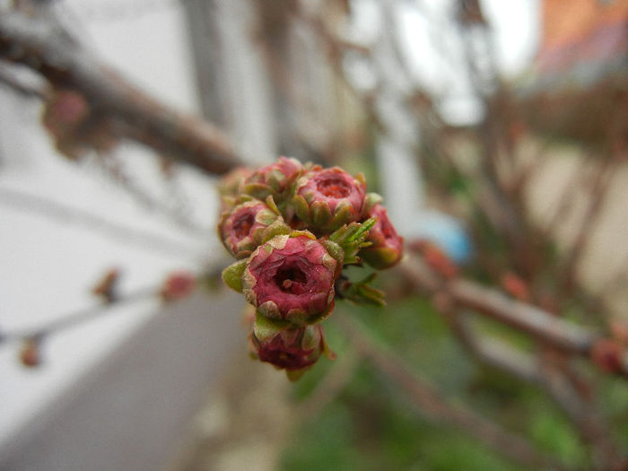 Prunus triloba (2013, March 31)