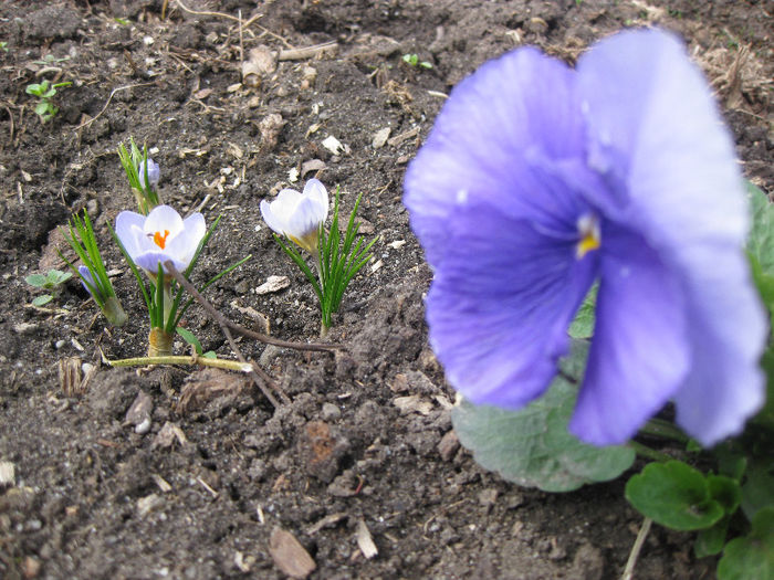 panseluta si crocusi