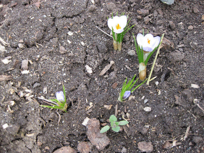 crocusi