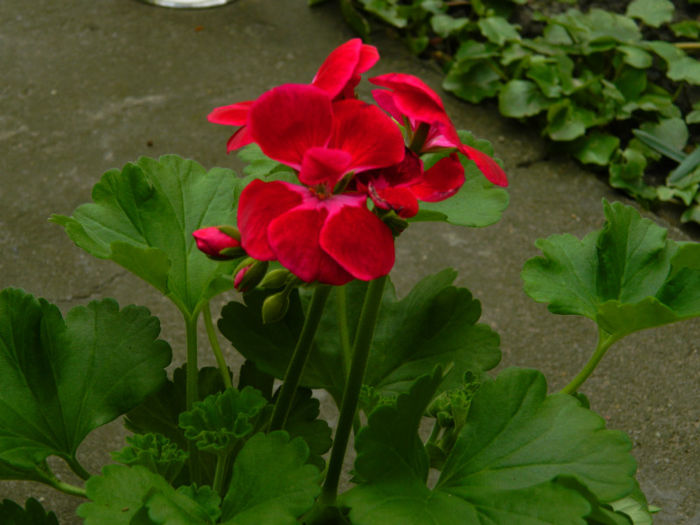 DSCN6266