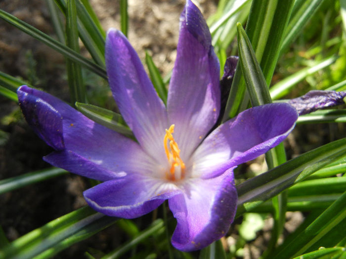 Crocus Negro Boy (2013, April 01)