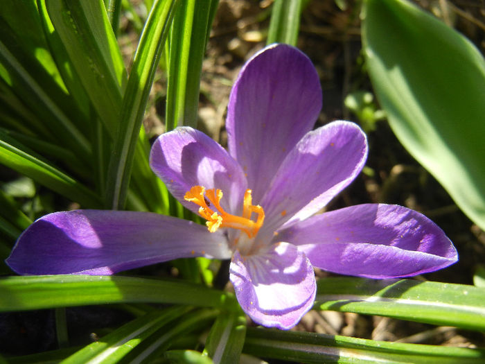 Crocus Negro Boy (2013, April 01)