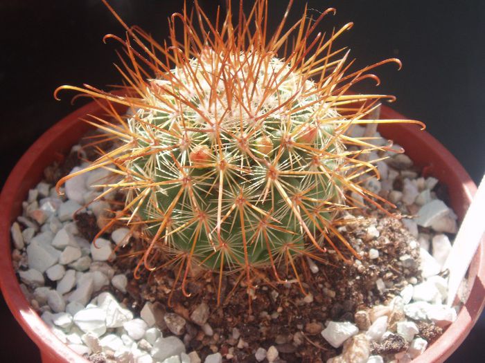 mammillaria pullihamata - Cactusi si suculente 2013