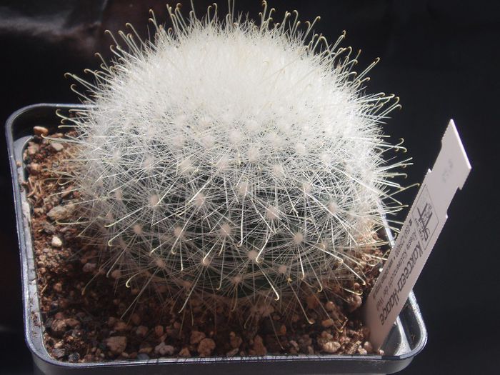 mammillaria senilis