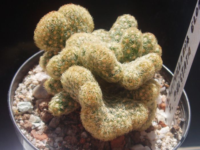 mammillaria elongata f cristata