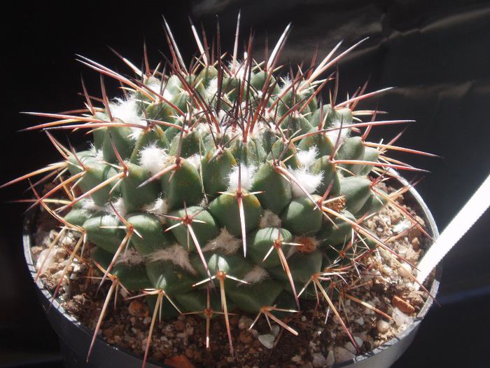 mammillaria longimamma - Cactusi si suculente 2013