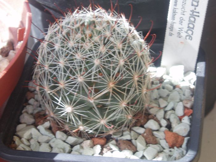 mammillaria boolii - Cactusi si suculente 2013