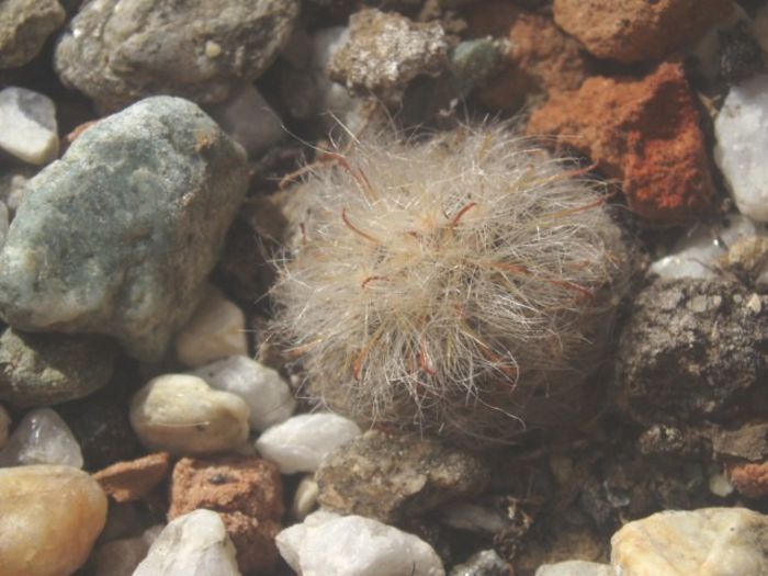 mammillaria bocasana - Cactusi si suculente 2013