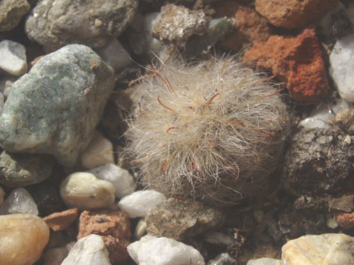 mammillaria bocasana