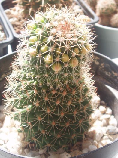  - Cactusi si suculente 2013