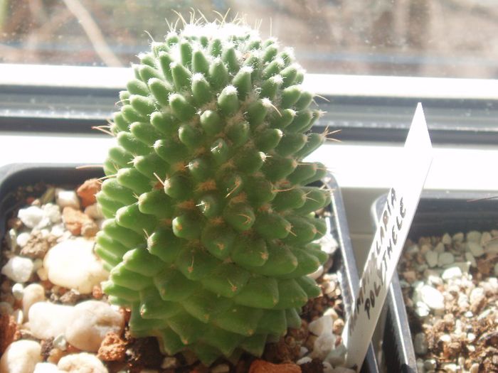 mammillaria polythele - Cactusi si suculente 2013