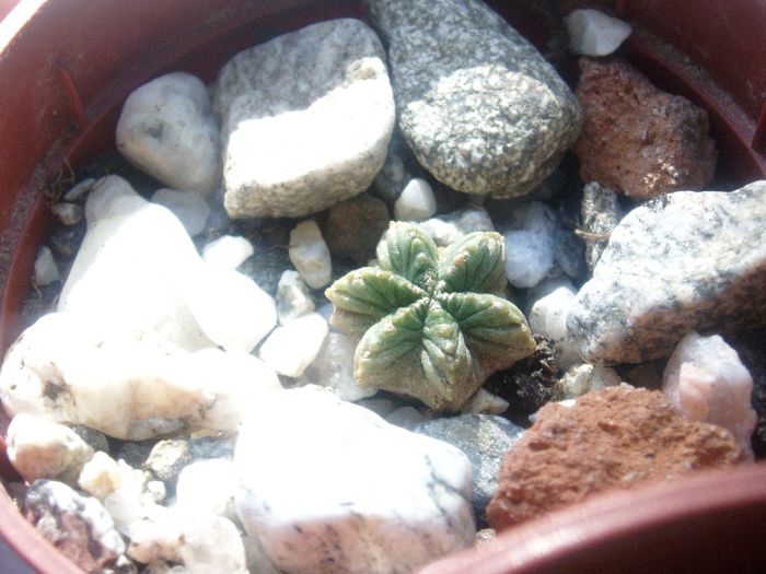 aztekium ritteri