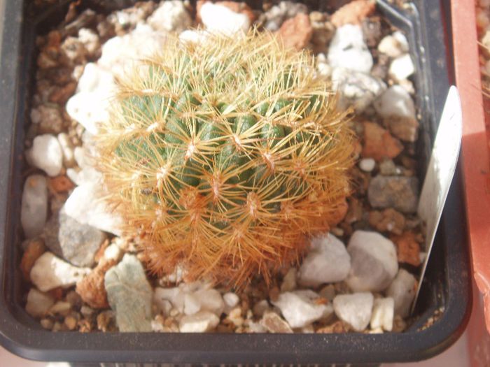 sulcorebutia flavissima