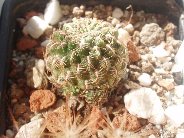 sulcorebutia steinbachii v. hoffmanii WR 254