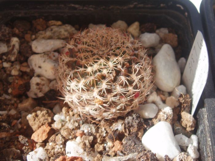 sucorebutia braviflora ssp.haseltonii L 315