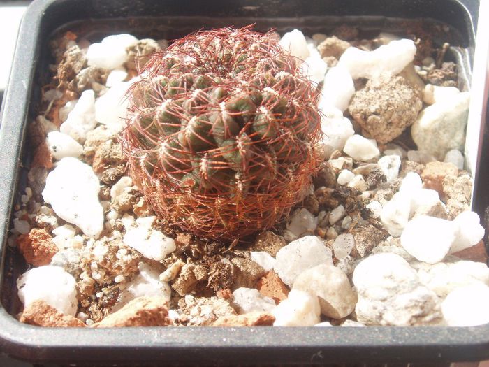 sulcorebutia