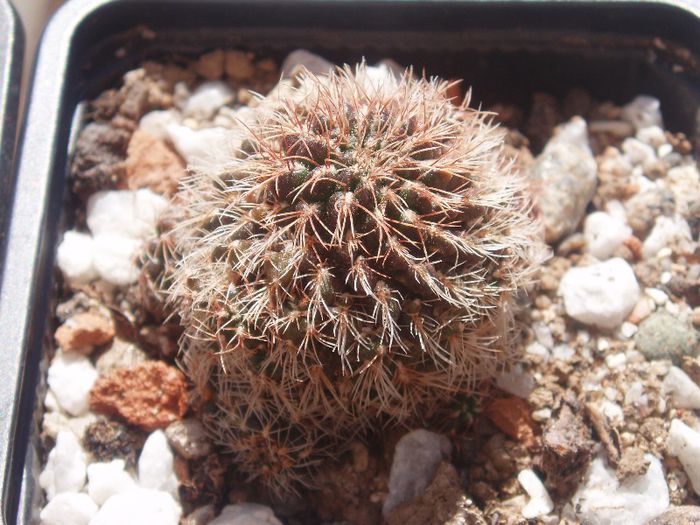 sulcorebutia