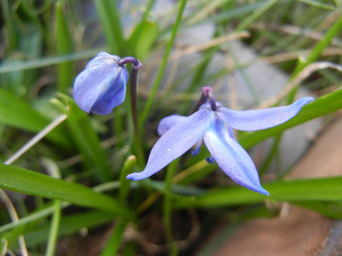 Scilla siberica (2013, April 01)