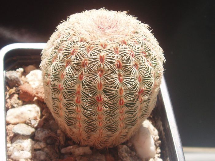 Echinocereus rigidissimus