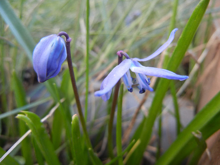 Scilla siberica (2013, April 01) Scilla siberica (2013, April 01)