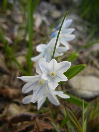 Puschkinia scilloides (2013, April 01)