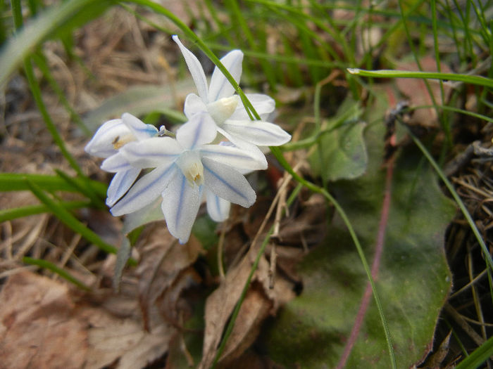 Puschkinia scilloides (2013, April 01)