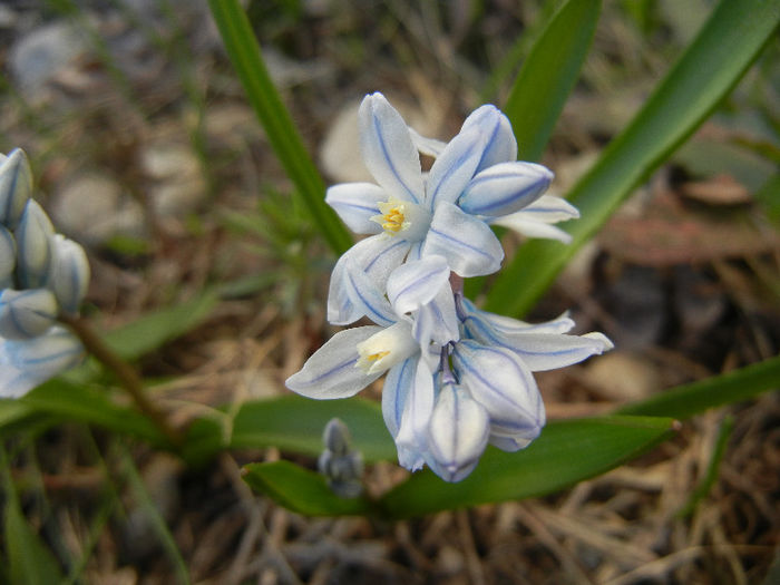 Puschkinia scilloides (2013, April 01)