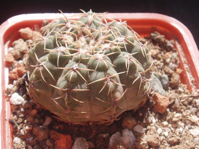 Gymnocalycium quehlianum