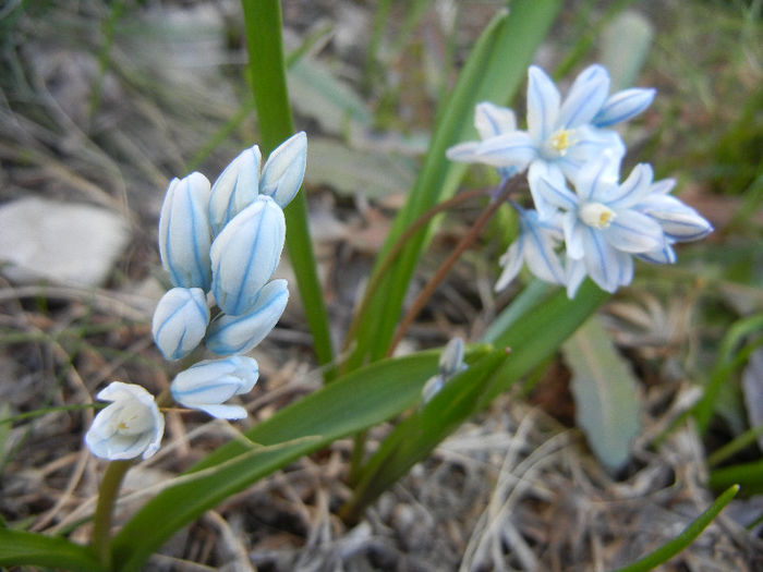 Puschkinia scilloides (2013, April 01)