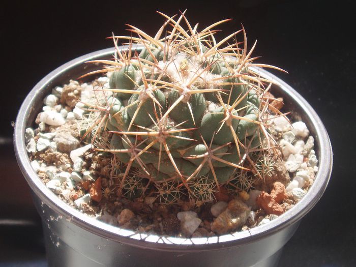 coryphantha andreae