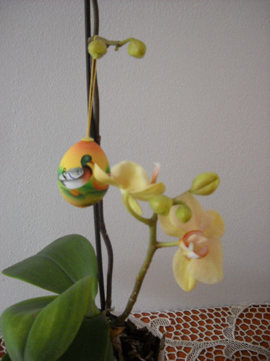 31.03.013 - Orhideea - Phalaenopsis-Cambria