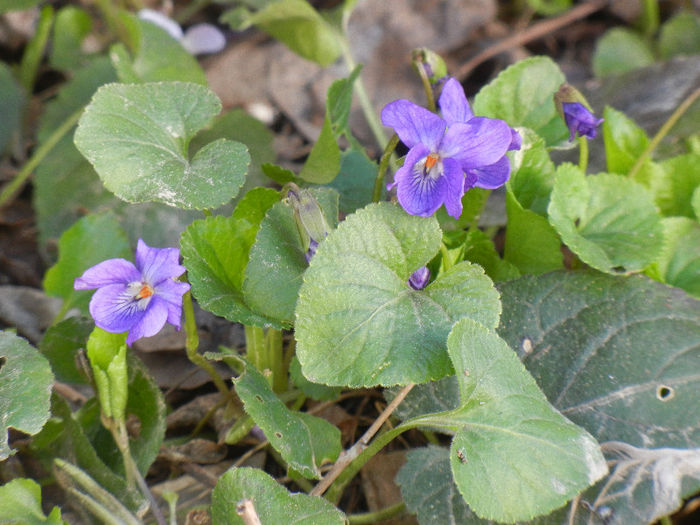 Sweet Violet (2013, April 01)