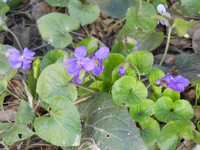 Sweet Violet (2013, April 01) - SWEET VIOLET