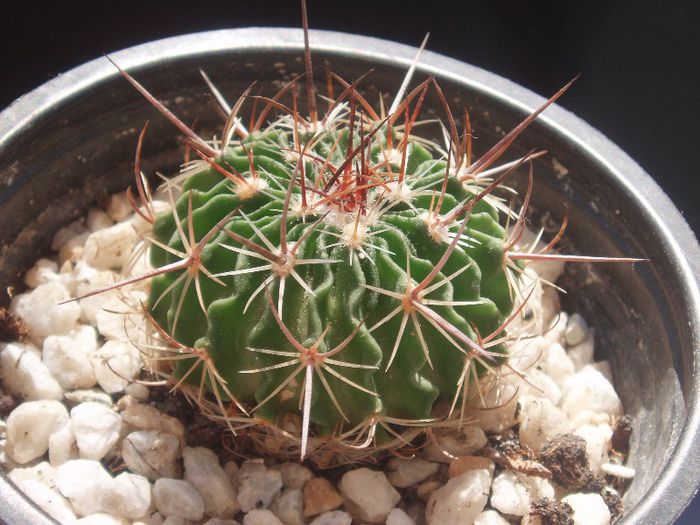 echinofossulocactus