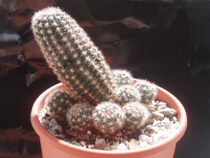 pygmanocereus bylesianus