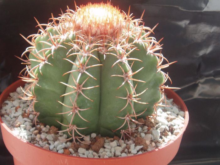 melocactus