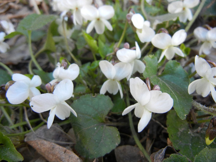 Sweet White Violet (2013, April 01) - SWEET VIOLET White