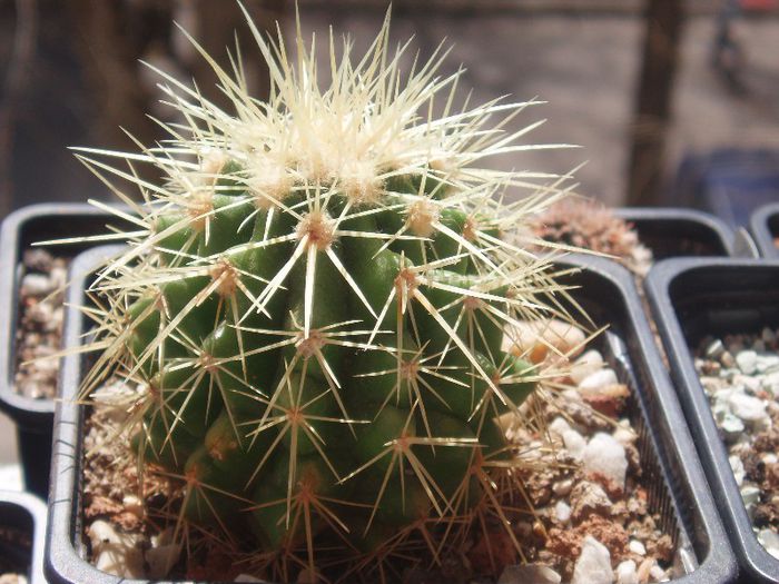 echinocactus grusonii