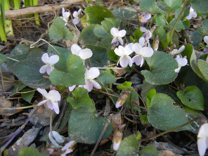 Sweet White Violet (2013, April 01)