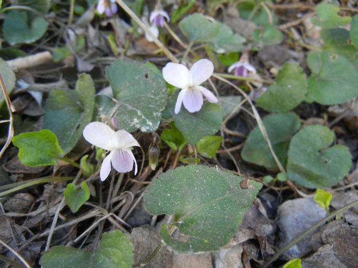 Sweet White Violet (2013, April 01)