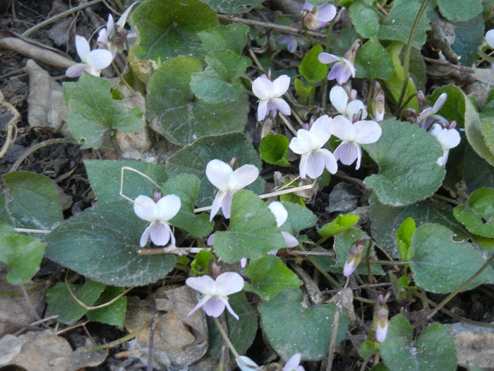 Sweet White Violet (2013, April 01)