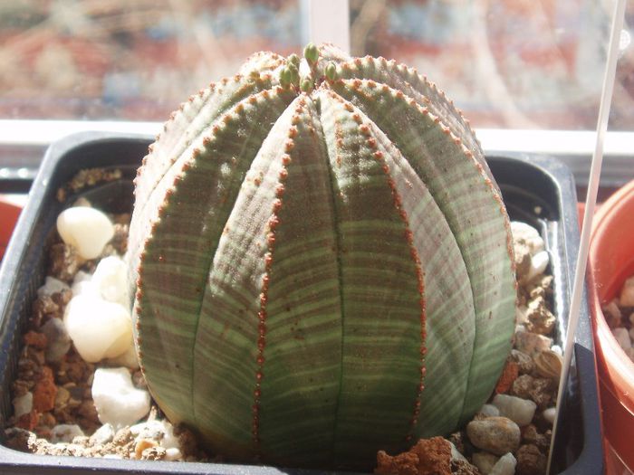 euphorbia obesa