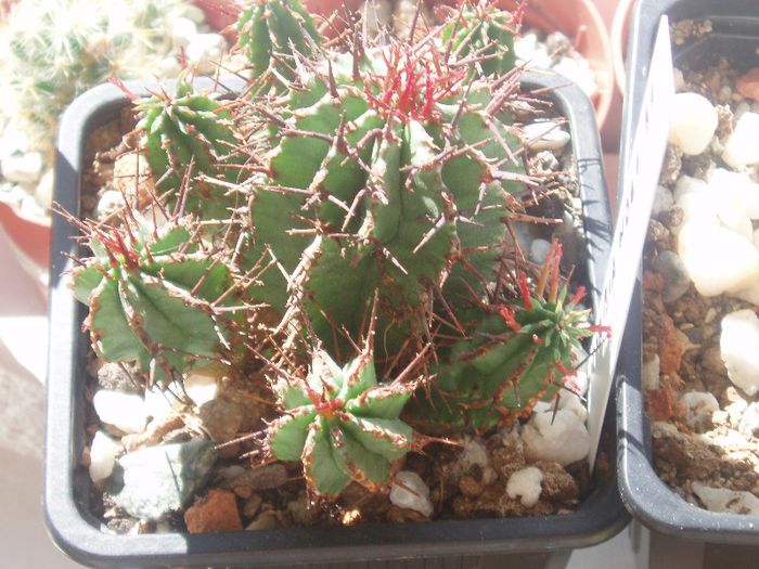 euphorbia horrida
