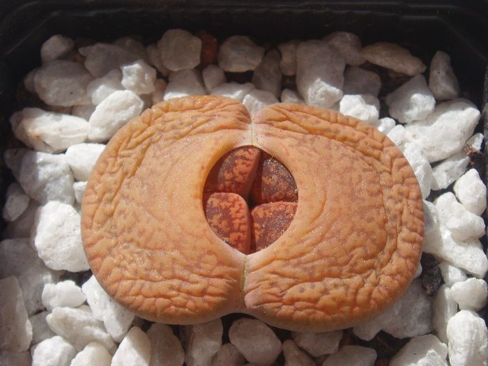 lithops