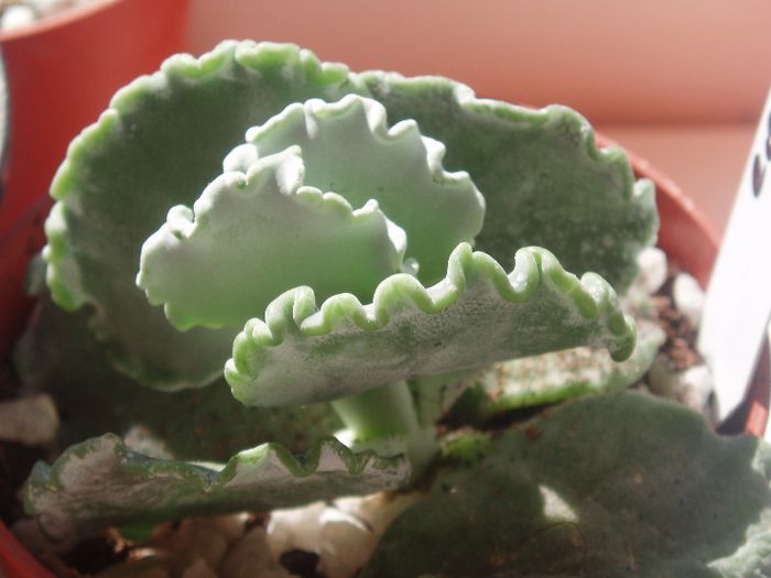 cotyledon undulata