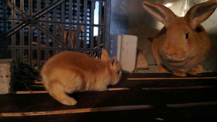 pui Fem_1 din 13.03.2013