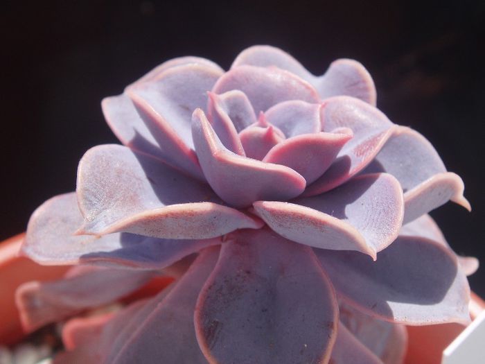 echeveria perle von nurnberg