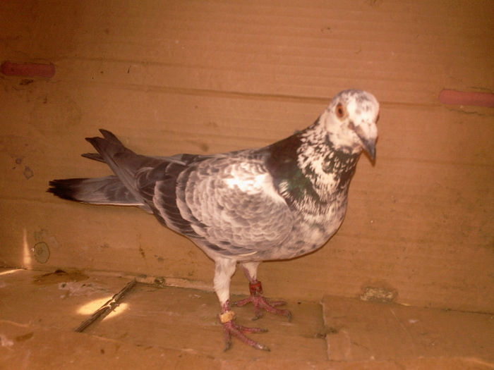 Femela 50-LEI - Porumbei cuci