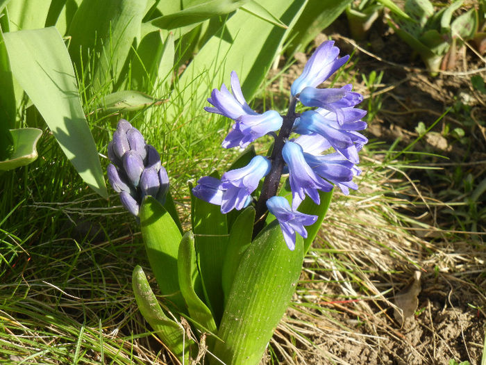 Hyacinth Blue Jacket (2013, April 01) - Hyacinth Blue Jacket